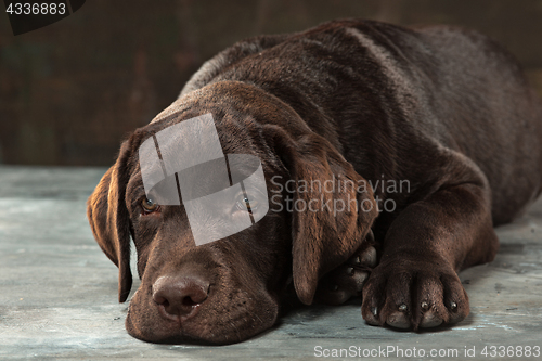 Image of The portrait of a black Labrador dog taken against a dark backdrop.