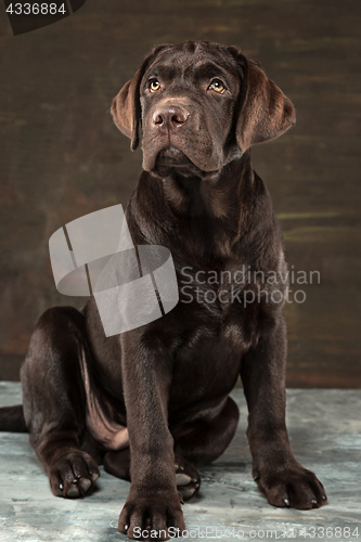 Image of The portrait of a black Labrador dog taken against a dark backdrop.