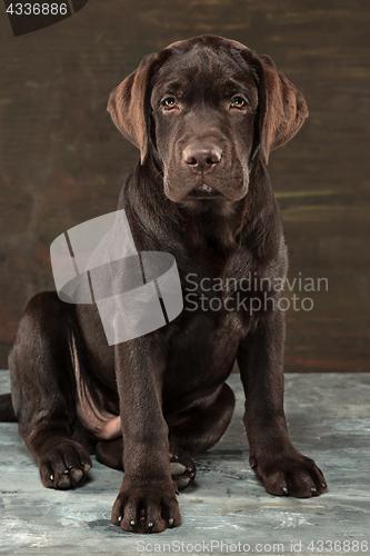 Image of The portrait of a black Labrador dog taken against a dark backdrop.