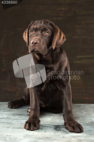 Image of The portrait of a black Labrador dog taken against a dark backdrop.