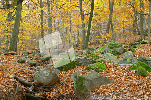 Image of Autumn wood, red and yellow leaves and trees, moss and stones, Sweden