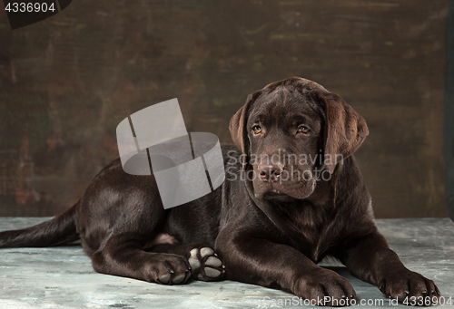 Image of The portrait of a black Labrador dog taken against a dark backdr