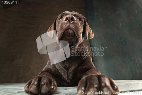 Image of The portrait of a black Labrador dog taken against a dark backdrop.