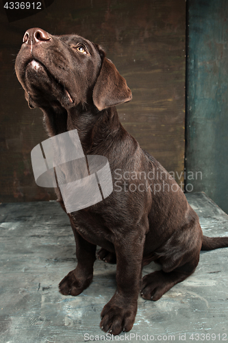 Image of The portrait of a black Labrador dog taken against a dark backdrop.