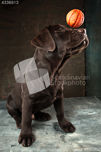 Image of The portrait of a black Labrador dog taken against a dark backdrop.