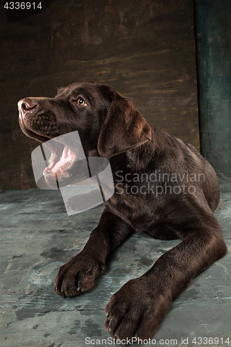 Image of The portrait of a black Labrador dog taken against a dark backdrop.