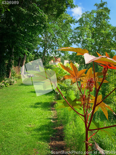 Image of garden