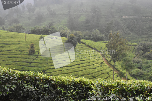 Image of Tea Gardens in India