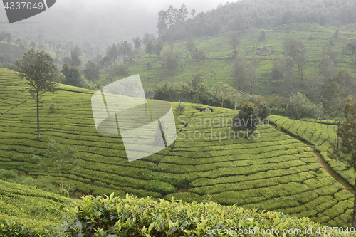 Image of Tea Gardens in India