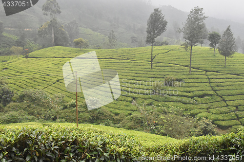 Image of Tea Gardens in India