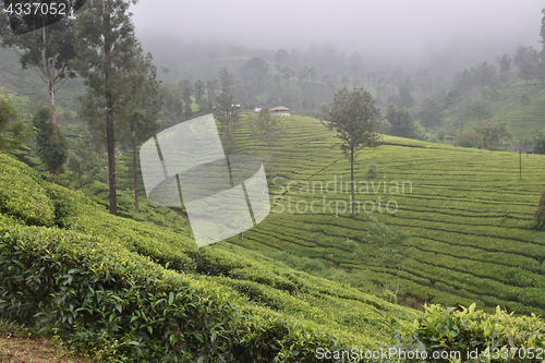 Image of Tea Gardens in India
