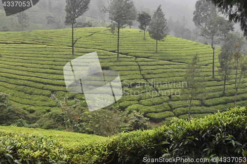 Image of Tea Gardens in India