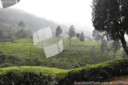 Image of Tea Gardens in India