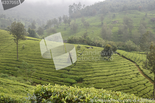 Image of Tea Gardens in India