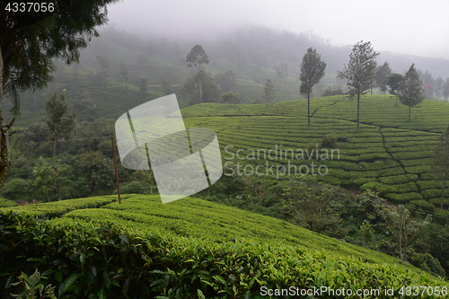 Image of Tea Gardens in India