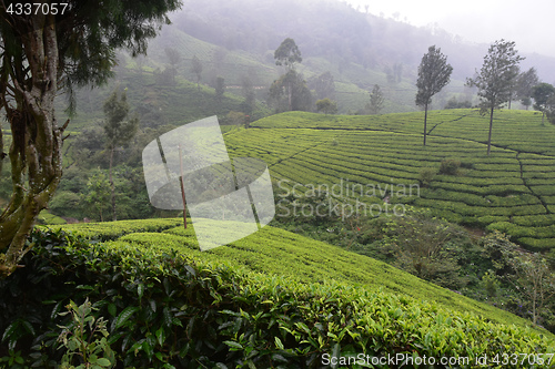 Image of Tea Gardens in India