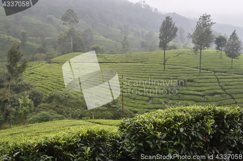 Image of Tea Gardens in India