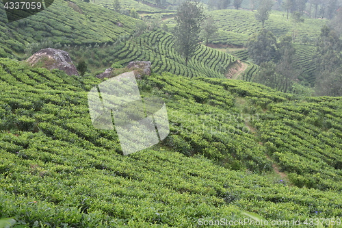 Image of Tea Gardens in India