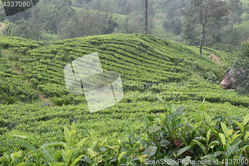 Image of Tea Gardens in India