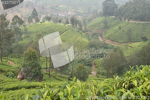 Image of Tea Gardens in India