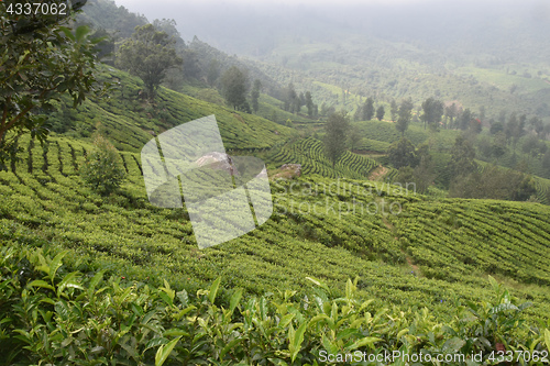 Image of Tea Gardens in India