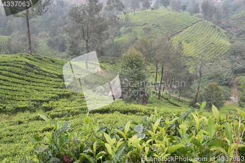 Image of Tea Gardens in India