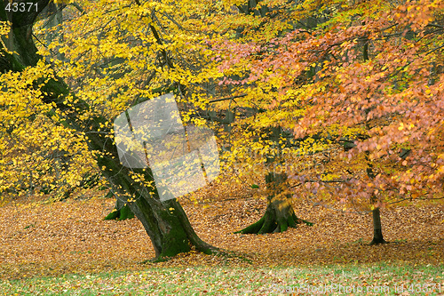 Image of Autumn wood with trees, red and yellow leaves, Sweden