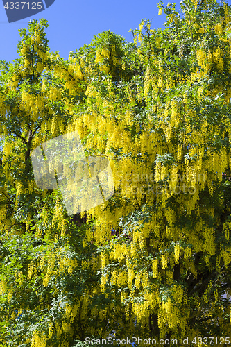 Image of typical yellow laburnum