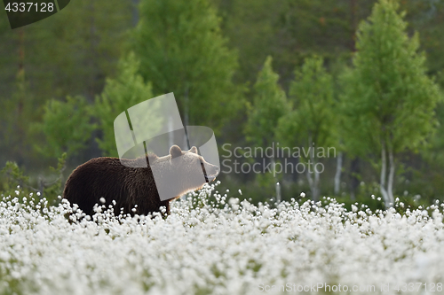 Image of Brown bear with bog landscape at summer.