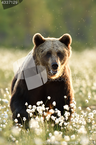 Image of Brown bear portrait at summer in bog