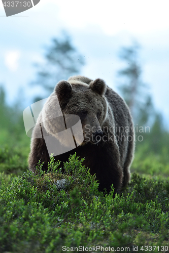 Image of European Brown Bear in forest