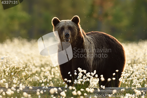 Image of Brown bear in the flowering bog