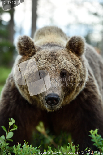 Image of European Brown Bear (Ursus arctos)