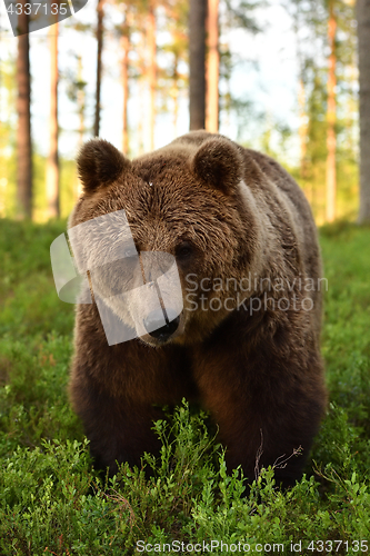 Image of Brown bear portrait in the forest at summer