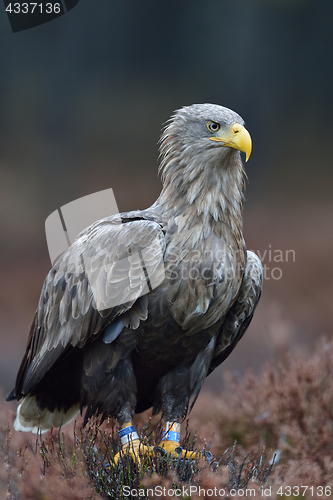 Image of White-tailed eagle in the autumn