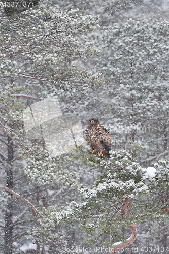 Image of Eagle on tree at snowfall. Eagle in snowfall. Eagle in winter.