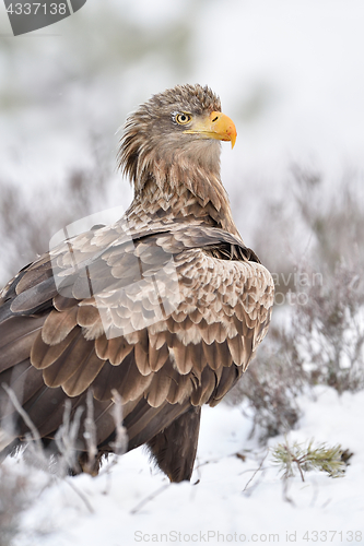 Image of White-tailed eagle portrait on snow