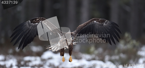 Image of Eagle in flight. White-tailed eagle in flight