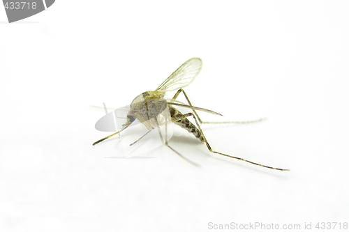 Image of Mosquito