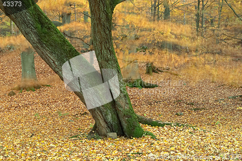 Image of Autumn wood with tree trunk, wind, red and yellow leaves, Sweden