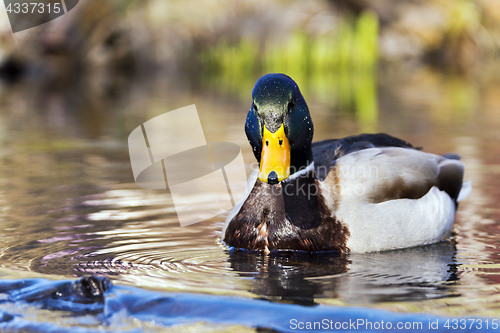 Image of Mallard or wild duck (male)