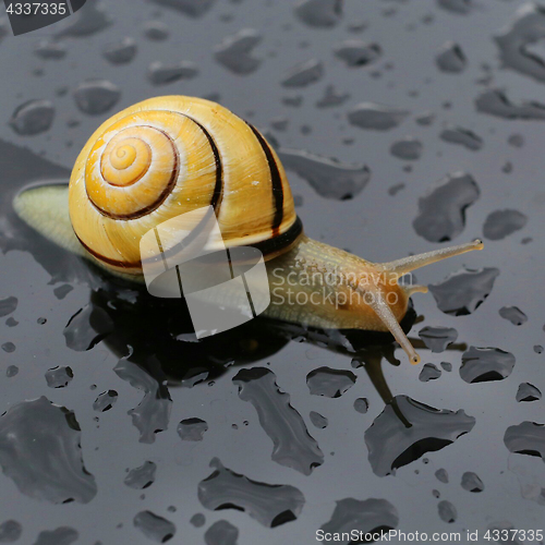 Image of Snail after the rain