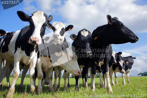 Image of Holstein cows cattle