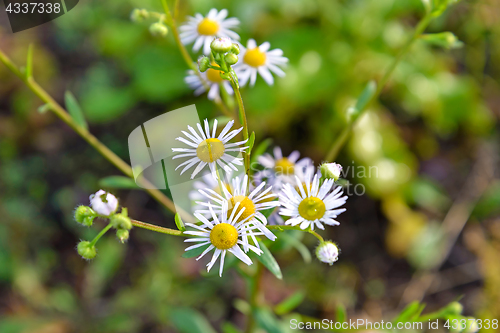 Image of Autumn Camomiles