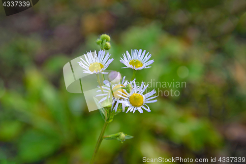 Image of Autumn Camomiles