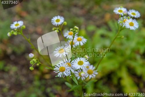 Image of Autumn Camomiles