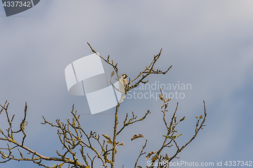 Image of Sparrow on a branch