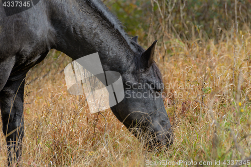 Image of The horse grazes