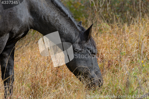 Image of The horse grazes
