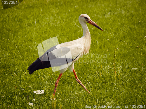 Image of stork